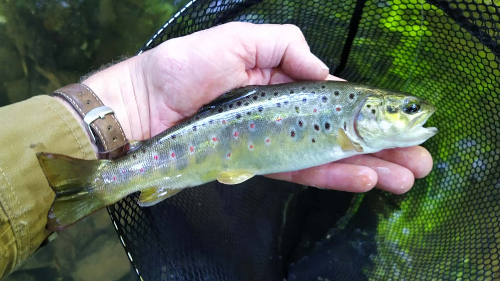 Photo of a typical beck Brown Trout